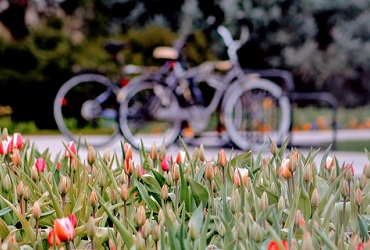 IWCE Dutch Lifestyle - Bicycles and tulips-  Photo by Joshua Hoehne on Unsplash